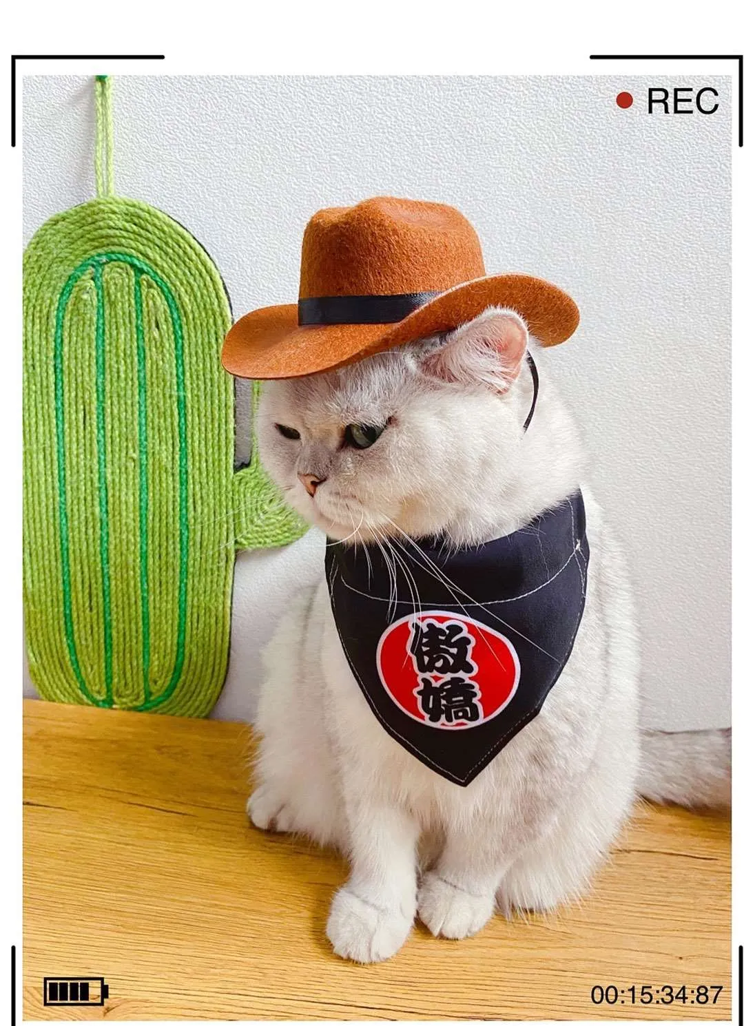 Chapeau de Cowboy pour chat + bandana – Image 5