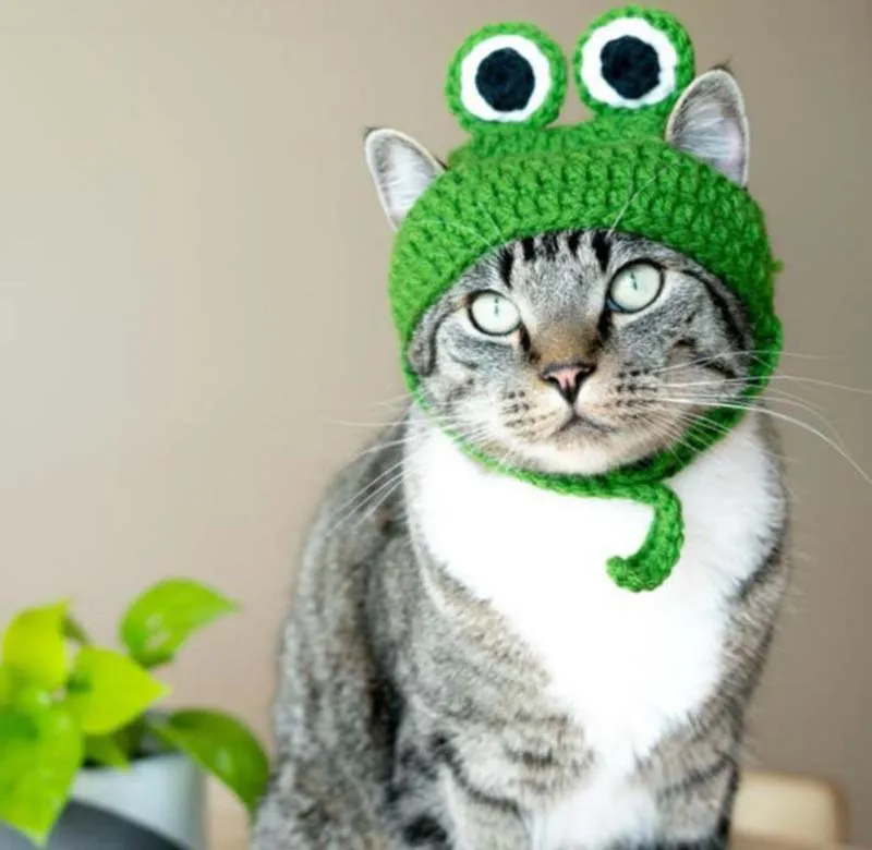 Bonnet grenouille pour chat – Image 6