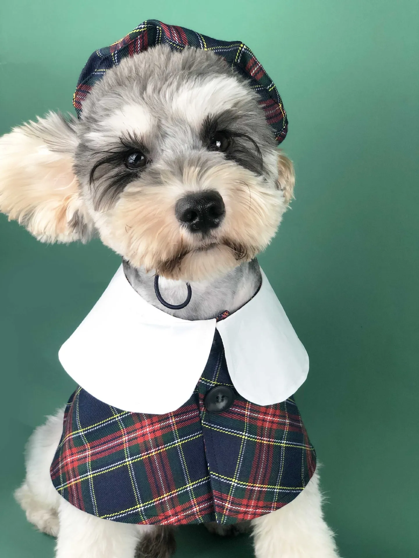 Chapeau et cape bavoir de luxe à carreaux écossais pour chien – Image 3