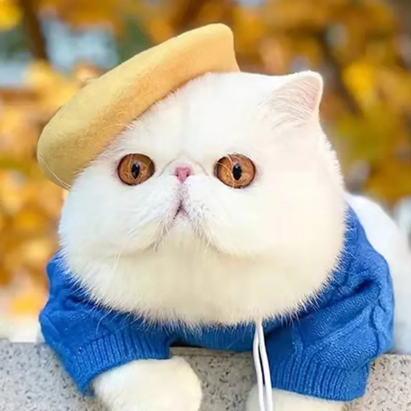 Béret en laine pour chat