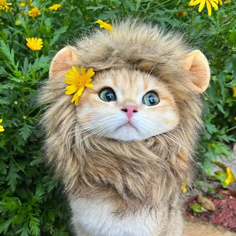 Crinière de lion pour chat – Image 2